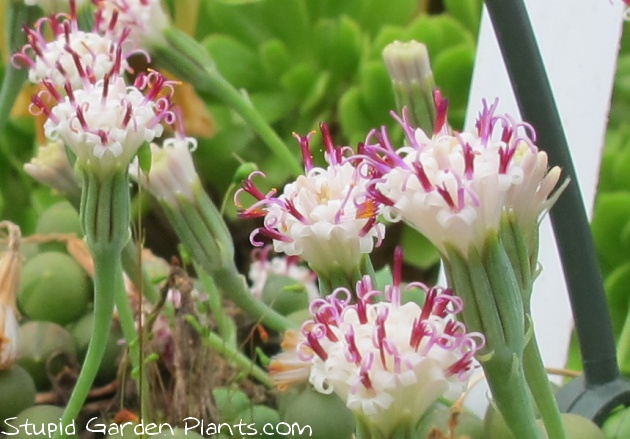 string of beads، رشته مروارید، دونه غوره ای 